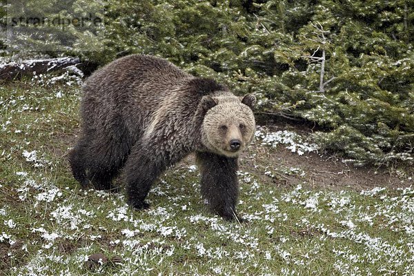 Vereinigte Staaten von Amerika  USA  Grizzlybär  ursus horibilis  Grizzly  Frische  Nordamerika  UNESCO-Welterbe  Yellowstone Nationalpark  Bär  Schnee  Wyoming