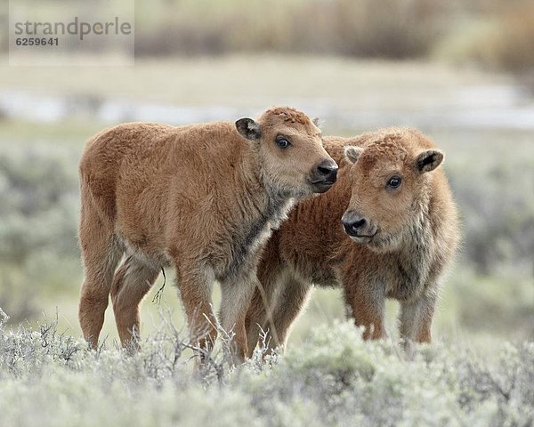 Vereinigte Staaten von Amerika  USA  Nordamerika  UNESCO-Welterbe  Yellowstone Nationalpark  Wyoming