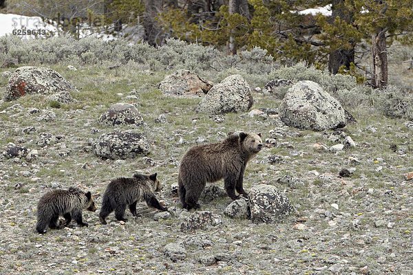 Vereinigte Staaten von Amerika  USA  Grizzlybär  ursus horibilis  Grizzly  Sau  Nordamerika  2  Jungtier  UNESCO-Welterbe  Yellowstone Nationalpark  Bär  Wyoming