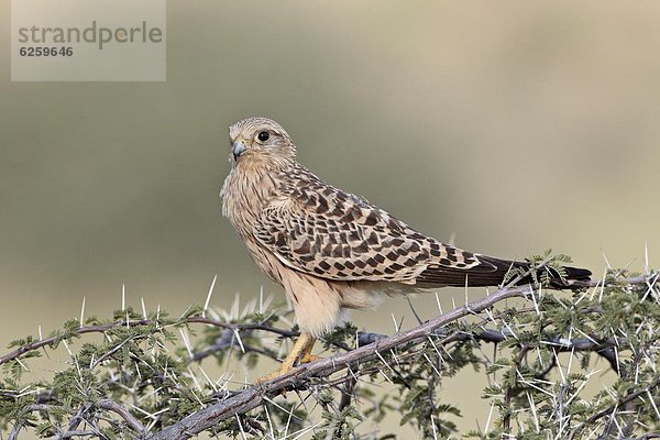 Südliches Afrika  Südafrika  Turmfalke  Falco tinnunculus  sehen  Kleinkindalter  Kleinkind  weiß  Nostalgie  Kalahari  Falke  Afrika
