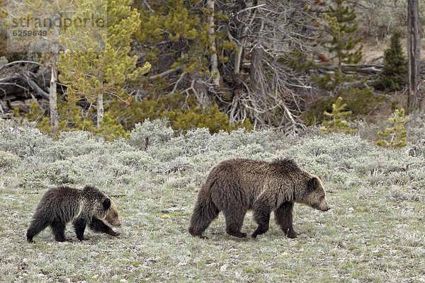 Vereinigte Staaten von Amerika  USA  Grizzlybär  ursus horibilis  Grizzly  Sau  Nordamerika  UNESCO-Welterbe  Yellowstone Nationalpark  Bär  junges Raubtier  junge Raubtiere  Wyoming