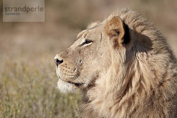 Südliches Afrika  Südafrika  Nostalgie  Kalahari  Afrika