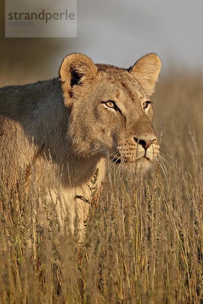 Südliches Afrika  Südafrika  Nostalgie  Kalahari  Afrika