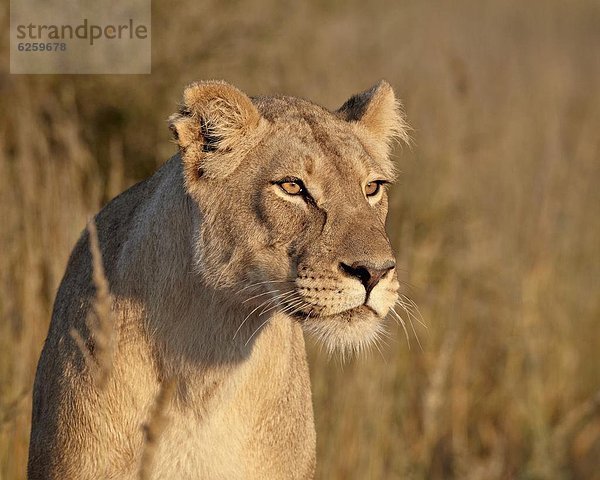 Südliches Afrika  Südafrika  Nostalgie  Kalahari  Afrika