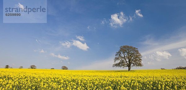 Europa  Baum  Großbritannien  reifer Erwachsene  reife Erwachsene  Feld  Raps  Brassica napus  Devon  England