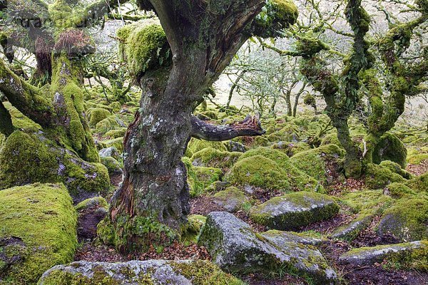 zwischen inmitten mitten Felsbrocken Europa Baum Großbritannien Wachstum Holz verdreht Eiche Steinschlag Moos Devon England