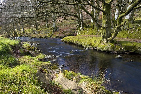 Wasser  Europa  Ländliches Motiv  ländliche Motive  Großbritannien  England  Somerset