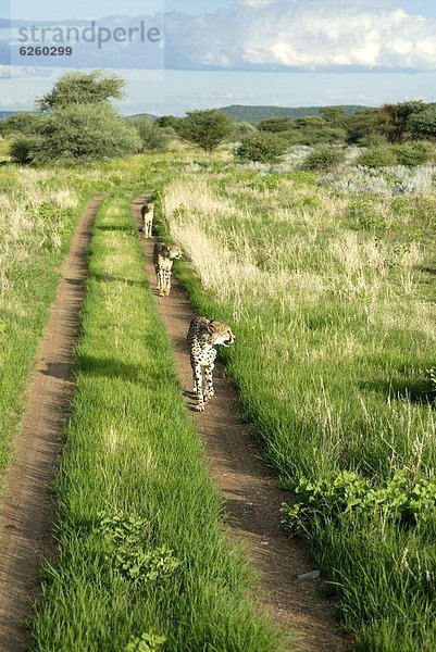 Weg  3  vorwärts  Etoscha Wildpark  Etosha  Gepard  Acinonyx jubatus  Afrika