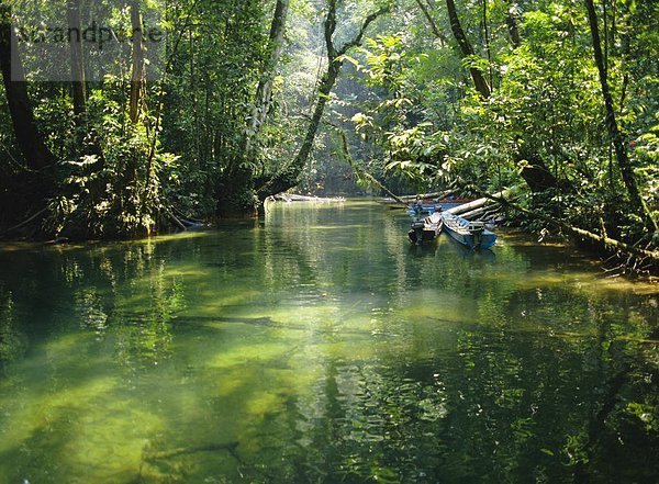 Wald  Regen  vertäut  Bach  Malaysia  Sarawak