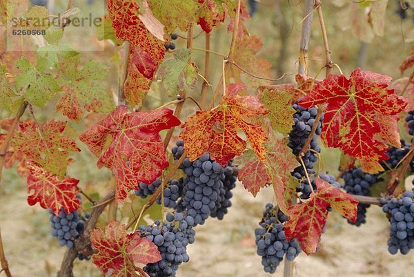 Europa  Barolo - Piemont  Italien