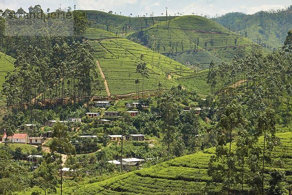 zwischen  inmitten  mitten  Hügel  Dorf  Plantage  Asien  Sri Lanka  Tee