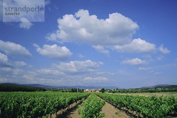 Frankreich  Europa  Wolke  Himmel  unterhalb  weiß  blau  Provence - Alpes-Cote d Azur  Vaucluse  Weinberg