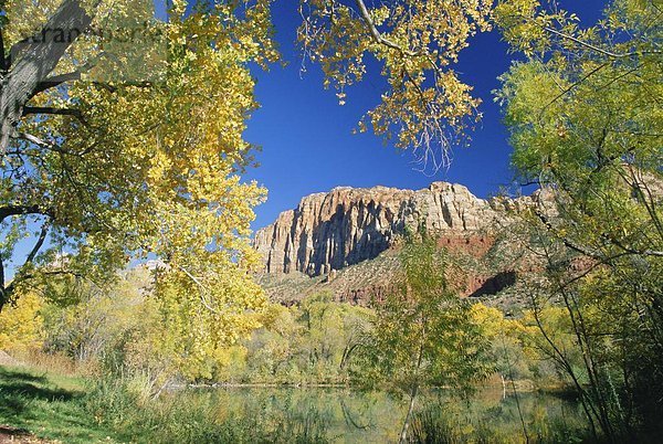 Vereinigte Staaten von Amerika  USA  Baum  Steilküste  Herbst  Nordamerika  Rahmen  Utah