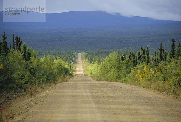 Vereinigte Staaten von Amerika  USA  Sommer  offen  Fernverkehrsstraße  Wald  Nordamerika  Kiefer  Pinus sylvestris  Kiefern  Föhren  Pinie  Kies  3  Zimmer  40  Alaska