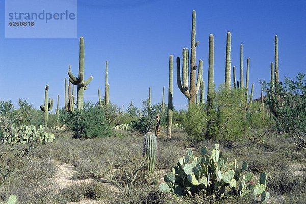 Vereinigte Staaten von Amerika  USA  Nordamerika  Arizona  Birne  Dorn  Saguaro  Saguaro Nationalpark  Kaktus  Tucson