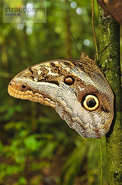 Bananenfalter  Caligo  Brasilien  Eule  Südamerika