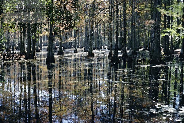 Vereinigte Staaten von Amerika  USA  Cypress Gardens  South Carolina