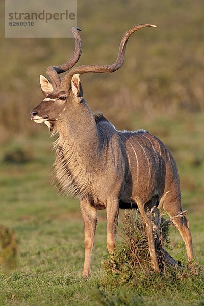 Südliches Afrika  Südafrika  Kudu  Tragelaphus strepsiceros  Markierung  Geographie  Afrika  Bock