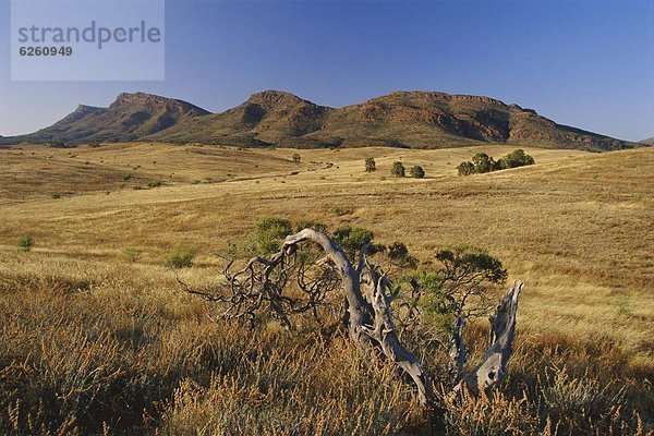 Gebirge  Landschaft  Baum  groß  großes  großer  große  großen  Australien  Tierheim  South Australia