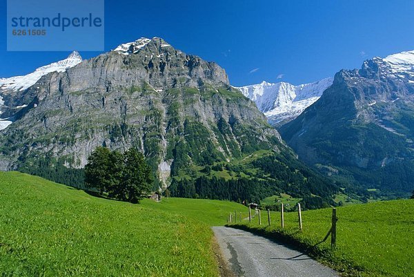 Europa  Weg  Feld  Ansicht  vorwärts  Schreckhorn  Westalpen  Berner Oberland  Grindelwald  Schweiz