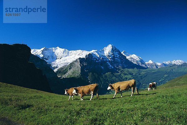 Hausrind  Hausrinder  Kuh  Europa  Berg  Wiese  Eiger  Westalpen  Berner Oberland  Grindelwald  Schweiz