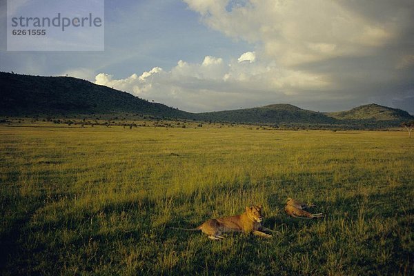 Ostafrika  Pampashase  Dolichotis patagonum  Abend  Naturschutzgebiet  Afrika  Kenia  Masai
