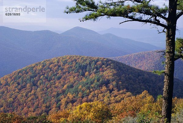 Vereinigte Staaten von Amerika  USA  nahe  Berg  Landschaft  Wald  Herbst  Nordamerika  Virginia  Loft