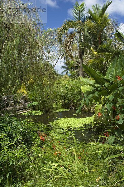 Tropisch Tropen subtropisch Brücke Pflanze Karibik Westindische Inseln Barbados Mittelamerika Teich Windward Islands