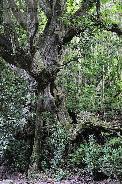 Pazifischer Ozean  Pazifik  Stiller Ozean  Großer Ozean  Cook-Inseln  Regenwald  Rarotonga