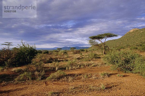 Samburu National Reserve  Kenia  Ostafrika  Afrika