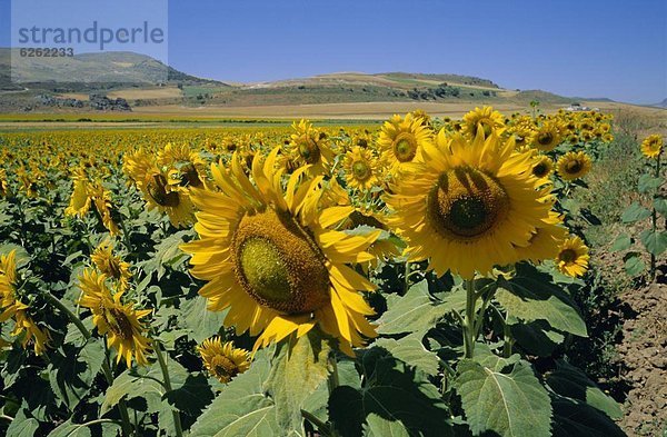 Europa  Sonnenblume  helianthus annuus  Spanien