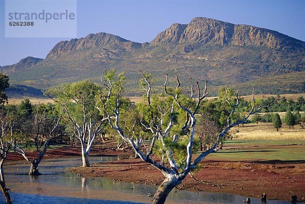 Kaugummi  Baum  Australien  Tierheim  South Australia