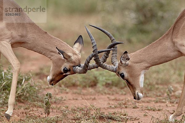 Südliches Afrika  Südafrika  Impala  Aepyceros melampus  Hirsch  2  Sparring  Afrika