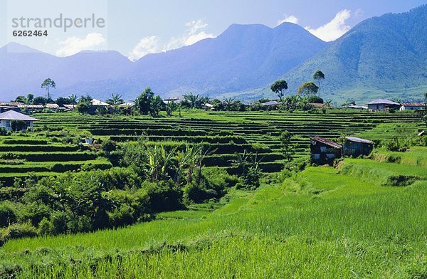 Wachstum  Reis  Reiskorn  herzförmig  Herz  Kaffee  Veranda  Indonesien