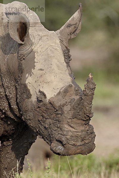 Südliches Afrika  Südafrika  bedecken  weiß  Afrika  Schlamm  Nashorn