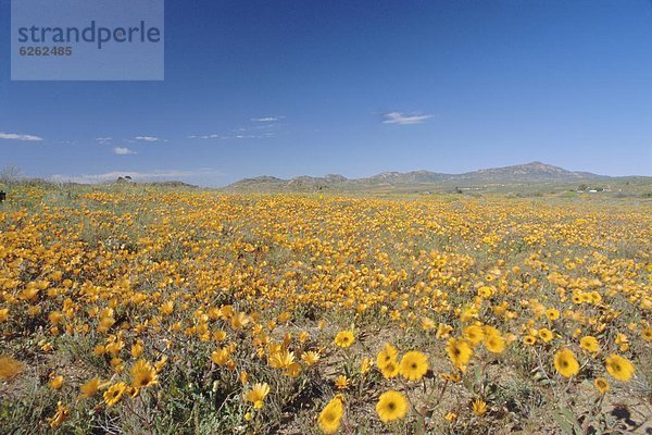 Südliches Afrika  Südafrika  Springbock  Antidorcas marsupialis  Namaqualand