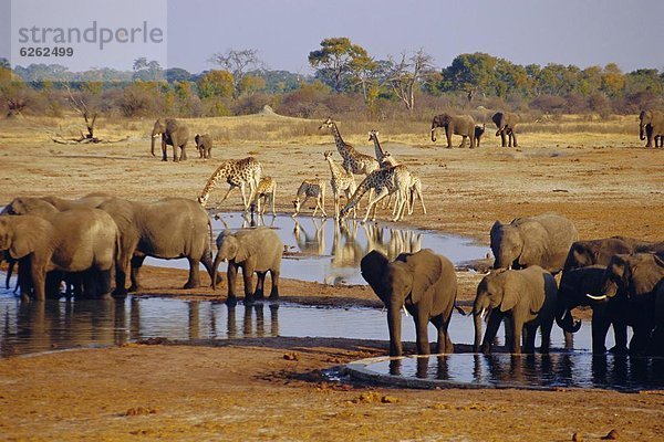 Wasser  Giraffe  Giraffa camelopardalis  Loch  Elefant  Namibia  Etoscha Wildpark  Etosha