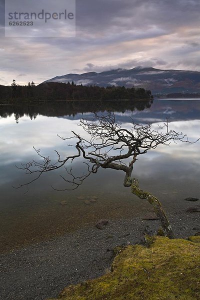 Wasser  Europa  Baum  Großbritannien  über  strecken  Einsamkeit  Cumbria  Derwent  England