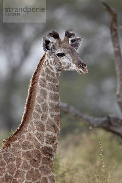 Südliches Afrika  Südafrika  Giraffe  Giraffa camelopardalis  jung  Kruger Nationalpark  Afrika