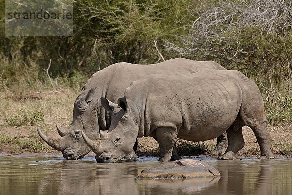 Südliches Afrika  Südafrika  weiß  2  trinken  Kruger Nationalpark  Afrika  Nashorn