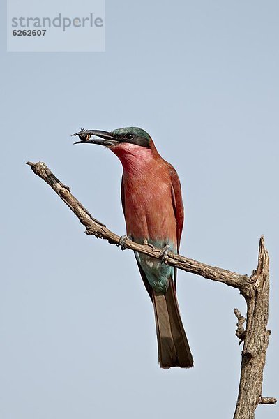 (Südliche) Carmine Bienenfresser (Merops Nubicoides) mit einem Insekt  Krüger Nationalpark  Südafrika  Afrika