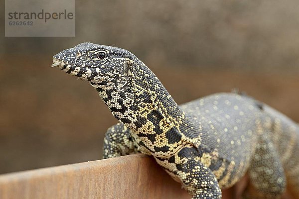 Wasser-Monitor (Varanus Niloticus)  Krüger Nationalpark  Südafrika  Afrika