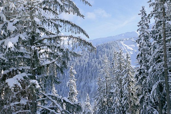 Frankreich  Winter  bedecken  französisch  Baum  Alpen  Courchevel  Savoie  Schnee