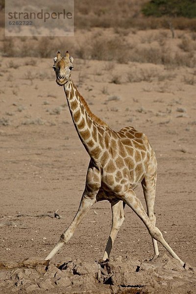 Südliches Afrika  Südafrika  Wasser  Giraffe  Giraffa camelopardalis  Nostalgie  Loch  trinken  Kalahari  Afrika
