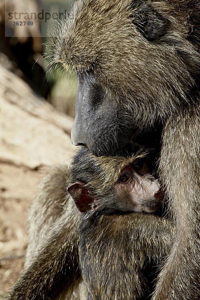 Ostafrika  Säuglingsalter  Säugling  Olive  Mutter - Mensch  Afrika  Pavian  Kenia
