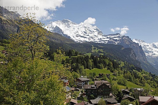 Europa  Berner Alpen  Westalpen  Berner Oberland  Schweiz
