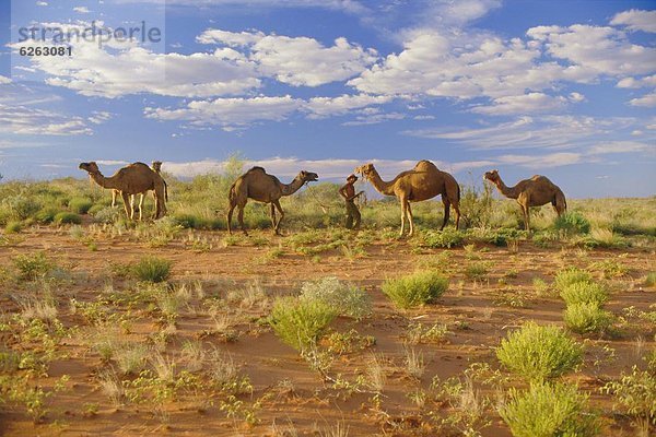 Kamel  Australien  Northern Territory