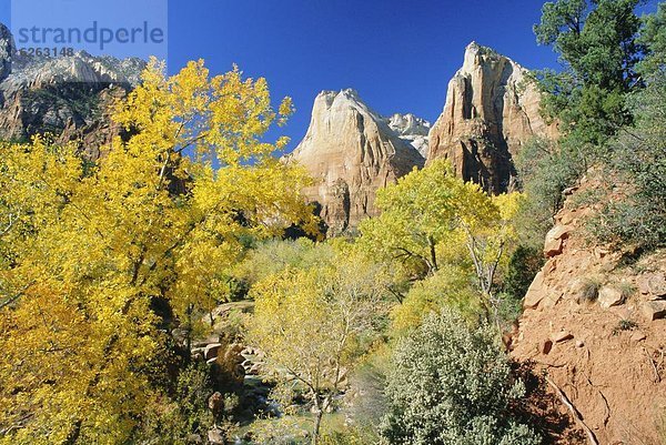 Vereinigte Staaten von Amerika  USA  Farbaufnahme  Farbe  Herbst  Zion Nationalpark  Gericht  Utah