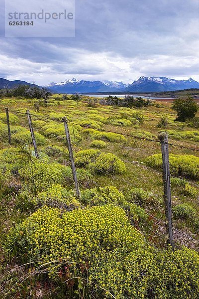 nahe  Sommer  Wiese  UNESCO-Welterbe  Argentinien  Patagonien  Südamerika