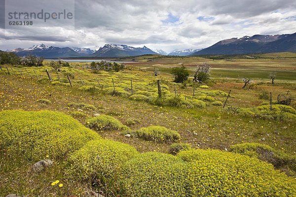 blühen  Sommer  drehen  gelb  Pflanze  Wiese  El Calafate  Argentinien  Patagonien  Südamerika